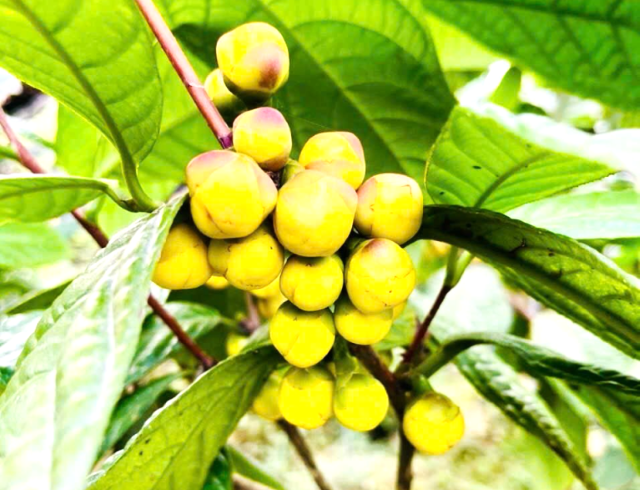 ha-noi-phat-trien-san-pham-ocop-tra-hoa-vang-theo-mo-hinh-da-he-sinh-hoc-duoc-lieu-duoi-tan-rung