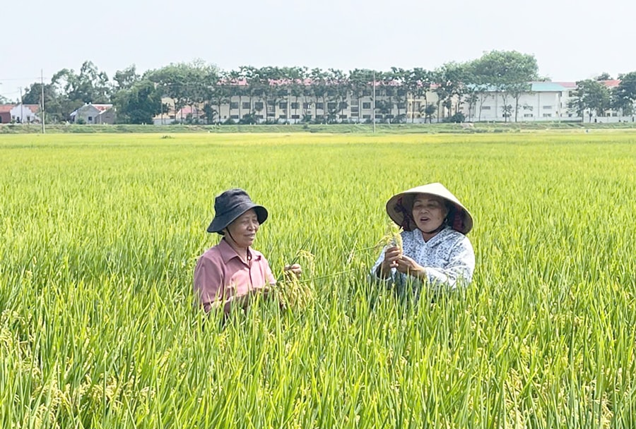 ung-dung-he-thong-canh-tac-lua-cai-tien-sri-xay-dung-nen-nong-nghiep-thich-ung-bien-doi-khi-hau