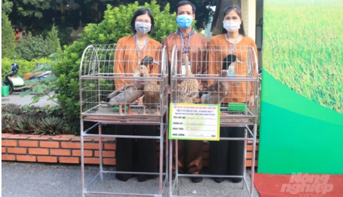 thi-vit-co-van-dinh-va-co-hoi-cho-loai-thuy-cam-quy