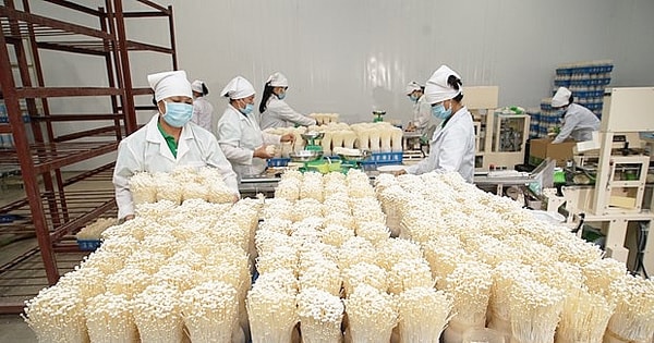 nang-tam-che-bien-nong-san-thu-do