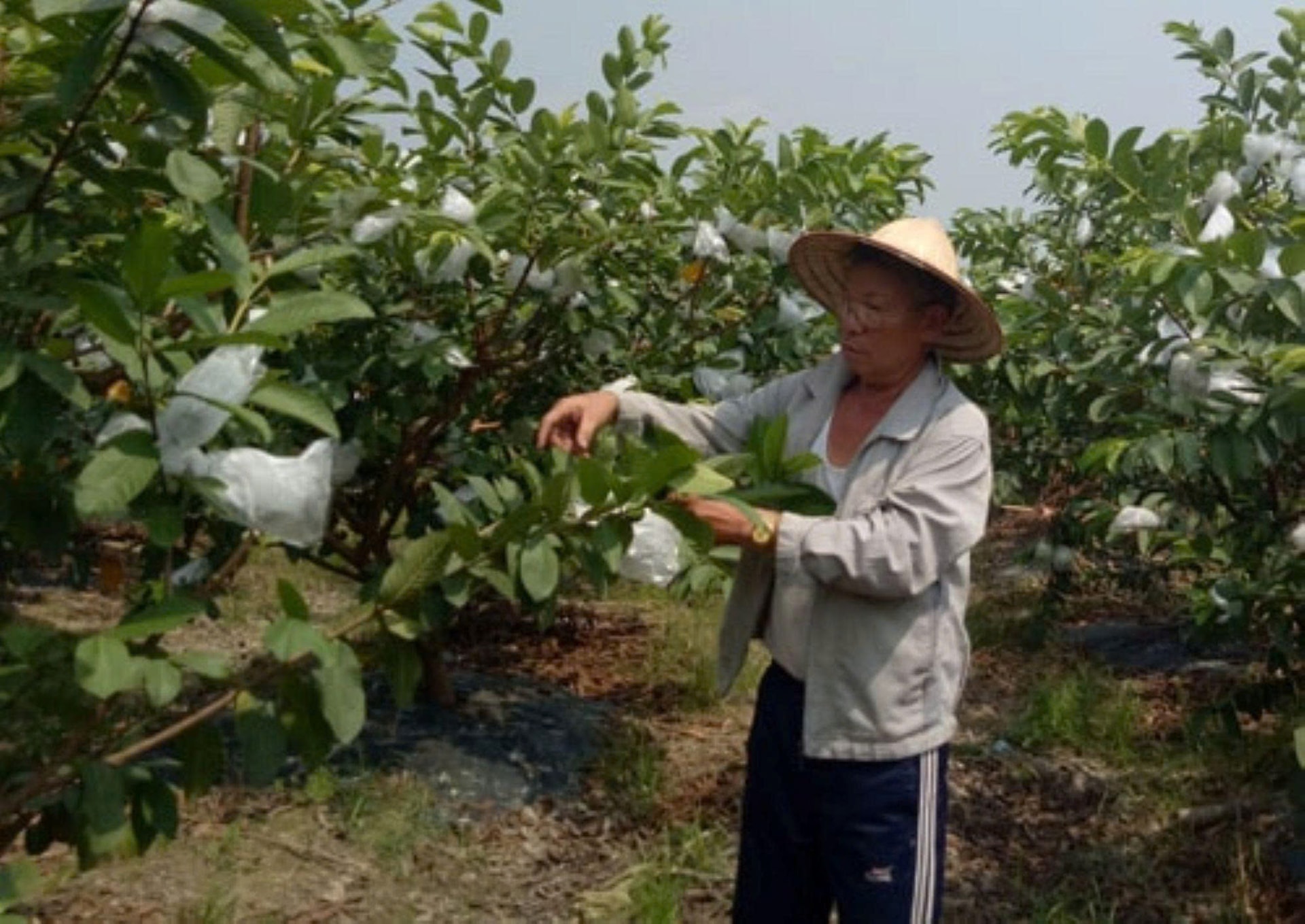 mo-loi-thoat-ngheo-tren-que-huong-me-linh