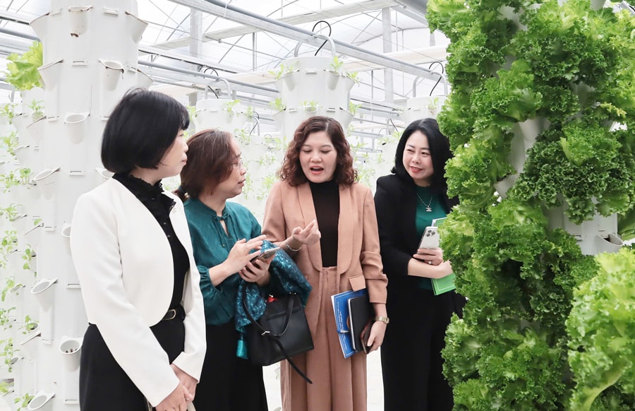 chuoi-rau-sach-v-garden-mo-huong-phat-trien-nong-nghiep-hien-dai