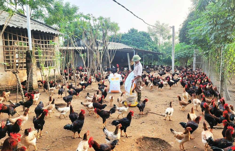 nha-nong-vao-vu-san-xuat-lon-nhat-nam