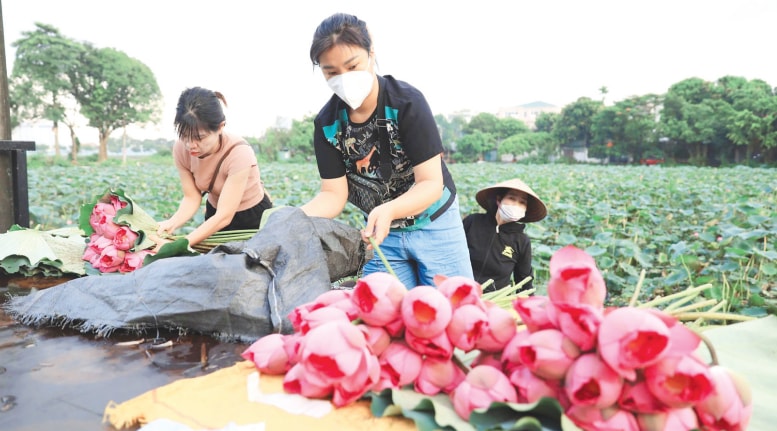 ha-noi-xay-dung-mo-hinh-trong-trot-phu-hop-voi-thi-truong