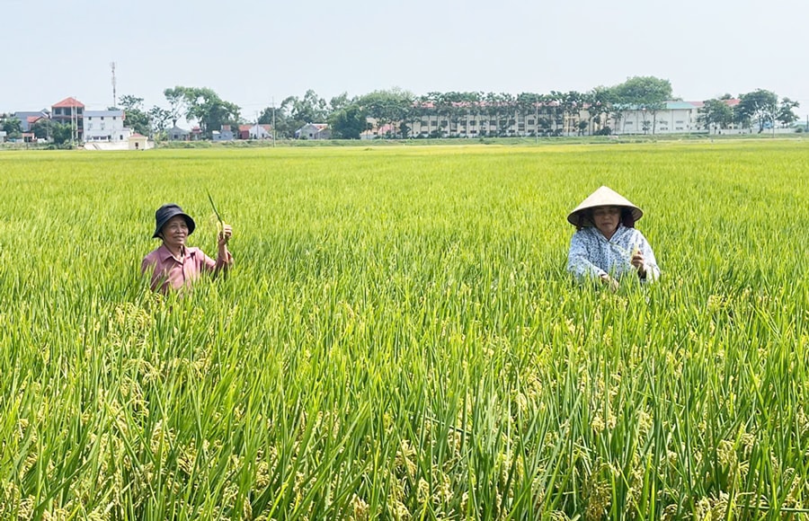 xay-dung-vung-nguyen-lieu-lua-gao-tai-ha-noi-tang-gia-tri-mo-rong-thi-truong-xuat-khau
