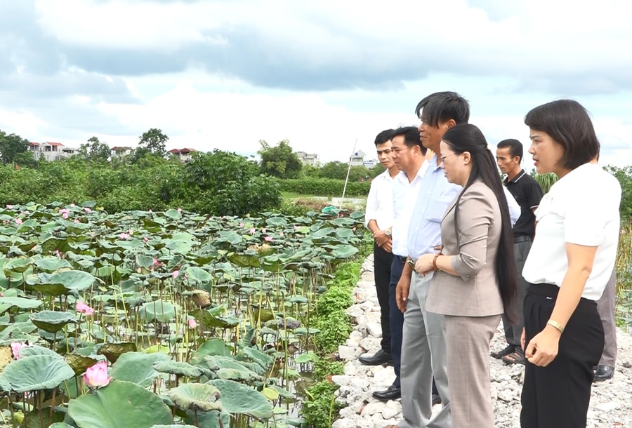 ung-hoa-gop-phan-giam-ruong-hoang