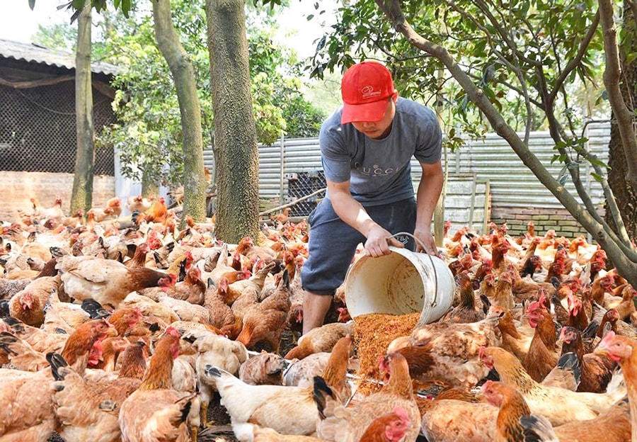 chu-dong-kiem-soat-o-nhiem-moi-truong-trong-chan-nuoi