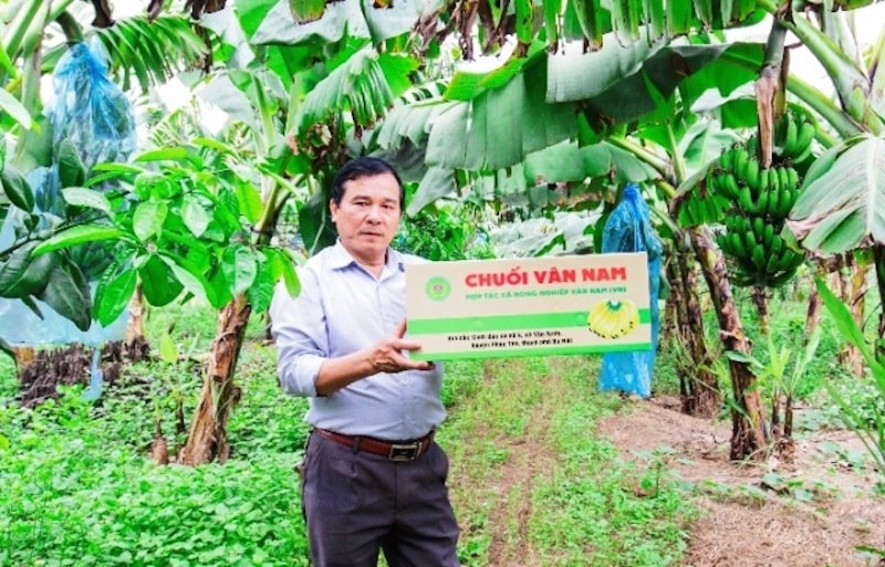 cap-quan-ly-ma-so-vung-trong-de-phat-trien-nong-nghiep-ben-vung-va-day-manh-xuat-khau