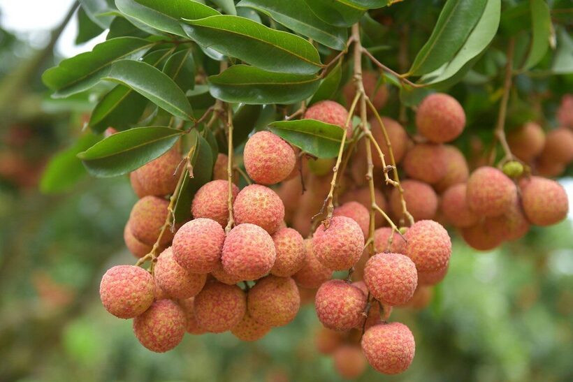viet-nam-giu-vi-tri-thu-hai-ve-san-luong-trai-vai-toan-cau