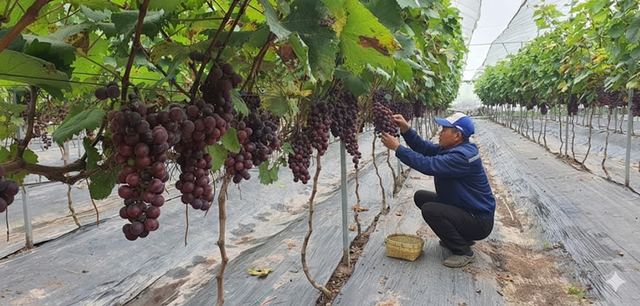 trai-ngot-tu-san-xuat-nong-nghiep-theo-huong-huu-co-tai-hung-dao