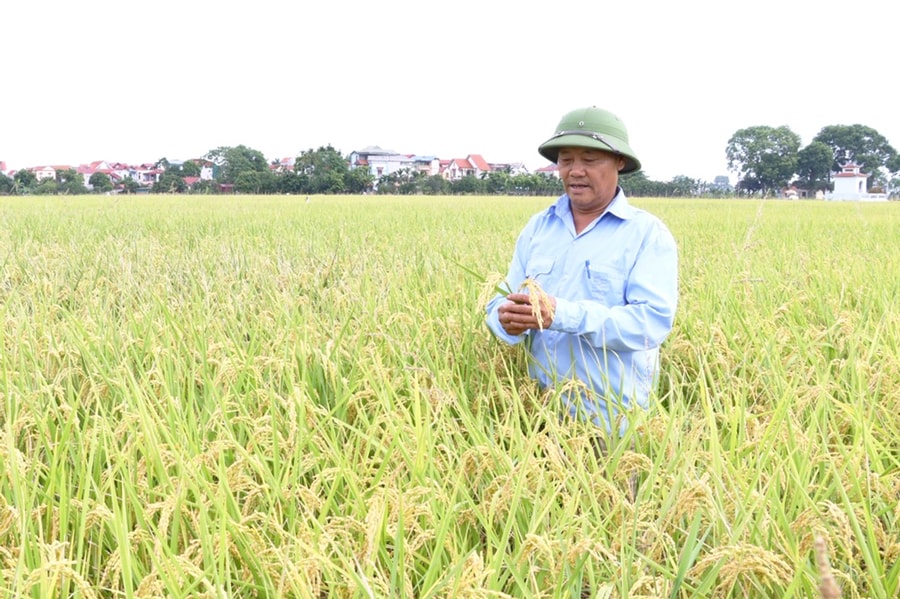 ha-noi-phat-trien-nong-nghiep-chat-luong-cao-gan-voi-thi-truong