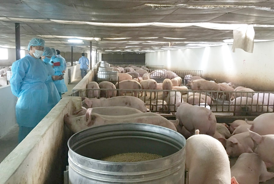 chan-nuoi-lon-sinh-hoc-mo-hinh-nho-gia-tri-lon