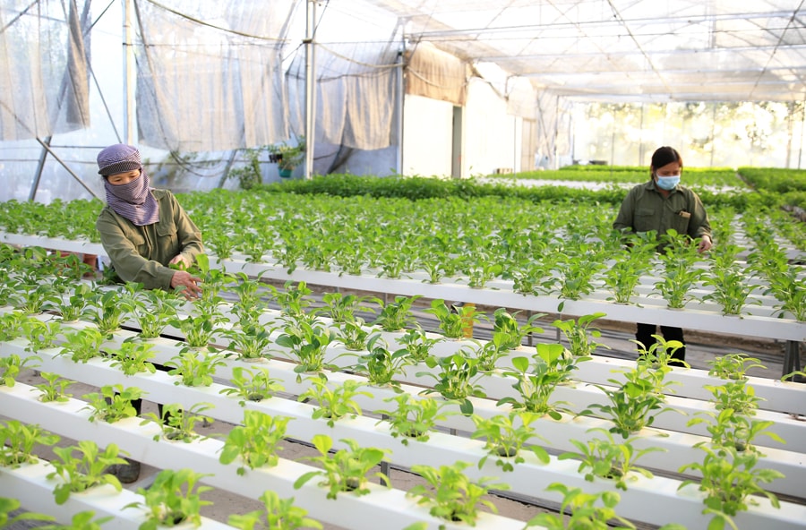 thuc-pham-an-toan-tang-gia-tri-nong-san-ha-noi