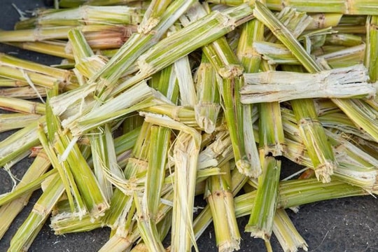 tro-than-nong-nghiep-huong-di-moi-thu-giu-co-2-ben-vung