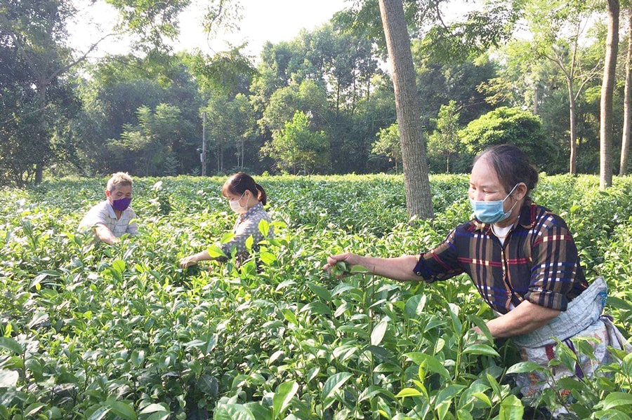 ha-noi-danh-thuc-vang-xanh-tu-vung-che-chat-luong-cao