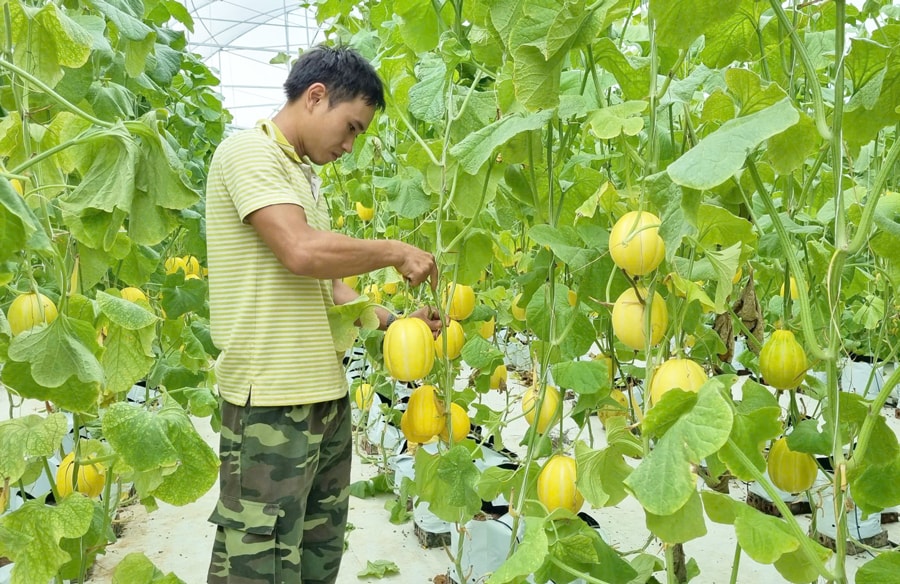 nong-dan-tung-thien-phat-trien-san-xuat-nong-nghiep-an-toan