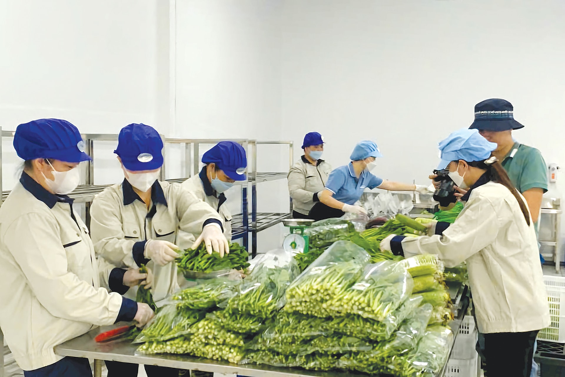 so-huu-quy-dat-bai-phu-sa-mau-mo-doc-song-hong-co-khi-hau-thuan-loi-cung-truyen-thong-san-xuat-nong-nghiep-lau-doi-xa-yen-lang-hoi-tu-nhieu-loi-the-hiem-co-de-phat-trien