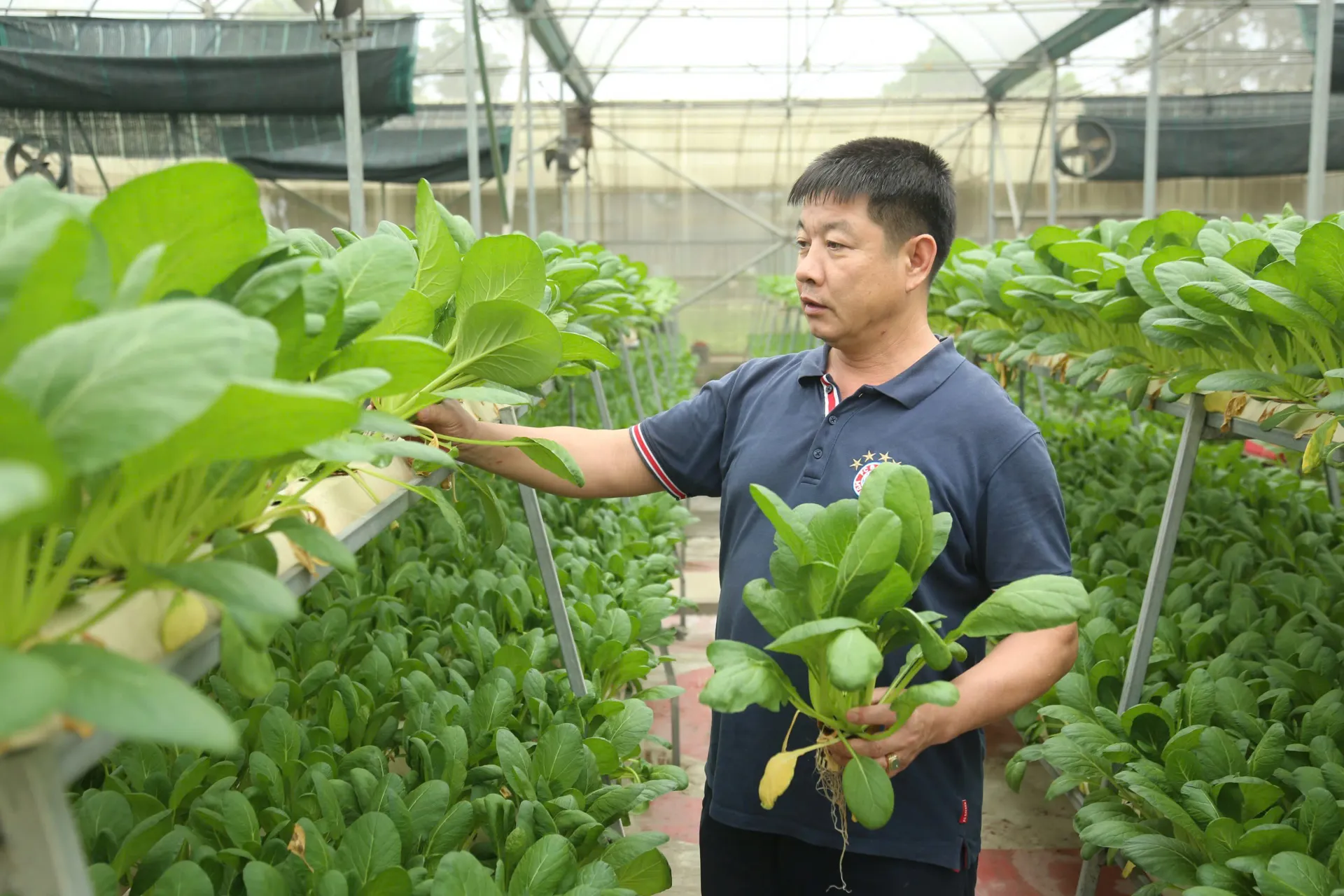 buoc-chuyen-chien-luoc-cua-nong-nghiep-ha-noi