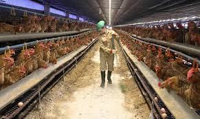 ha-noi-ung-dung-cong-nghe-cao-trong-chan-nuoi