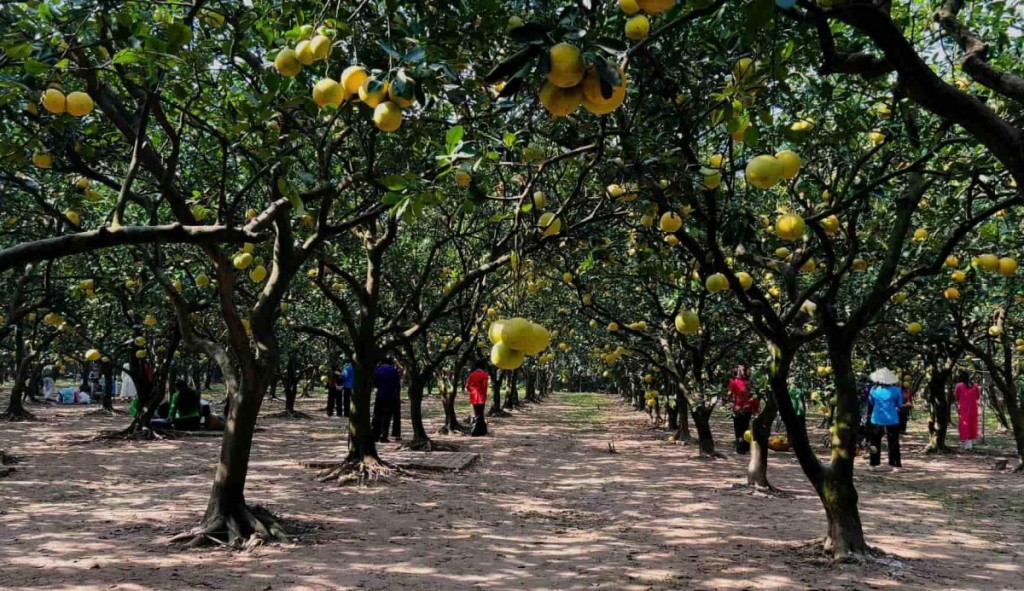 thuc-day-chuyen-doi-phuong-thuc-san-xuat-rau-hoa-qua-theo-quy-trinh-vietgap