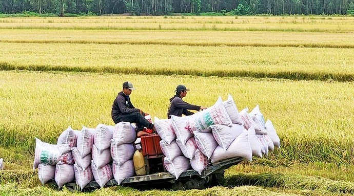 tich-cuc-tim-thi-truong-moi-cho-gao-xuat-khau