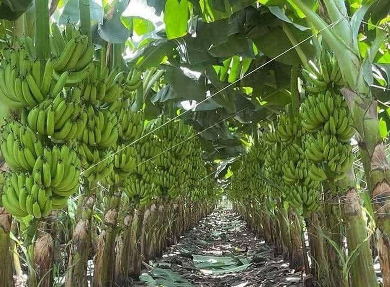 chuoi-viet-nam-dan-dau-thi-phan-tai-trung-quoc-tien-gan-cau-lac-bo-ty-usd