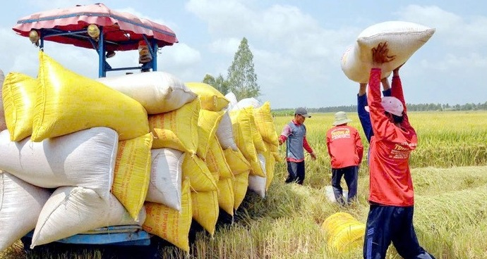 gia-gao-viet-nam-dung-vung-bat-chap-gao-thai-an-do-giam-manh-vi-sao