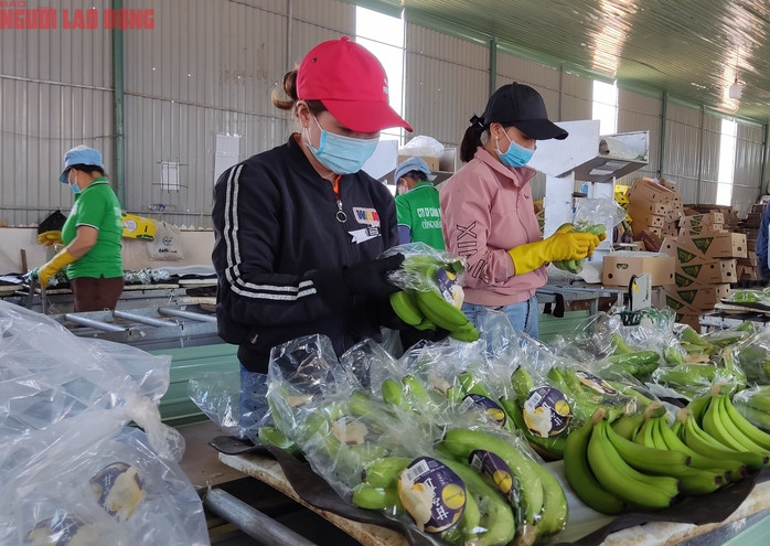 giai-ma-suc-nong-cua-chuoi-viet-nam-o-thi-truong-trung-quoc-nhat-ban