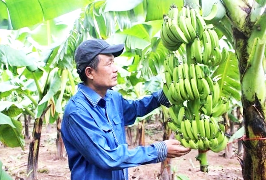 chuyen-doi-co-cau-cay-trong-vat-nuoi-chia-khoa-hinh-thanh-nen-nong-nghiep-hien-dai