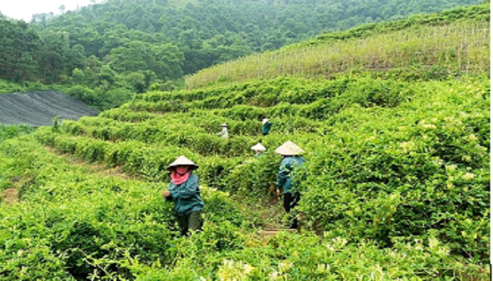 thanh-pho-ha-noi-phat-trien-kinh-te-trang-trai-theo-huong-tap-trung-quy-mo-lon