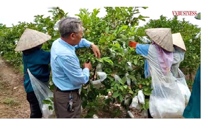 hop-tac-xa-dich-vu-nong-nghiep-viet-doanh-phat-trien-oi-trai-vu-theo-cong-nghe-vietgap