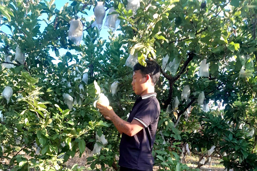 hoai-duc-tap-trung-san-xuat-nong-nghiep-sach-huu-co