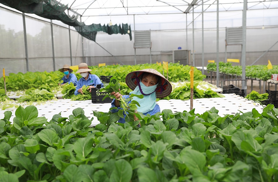 tai-co-cau-nganh-nong-nghiep-ha-noi-quy-hoach-vung-gan-voi-nong-nghiep-xanh