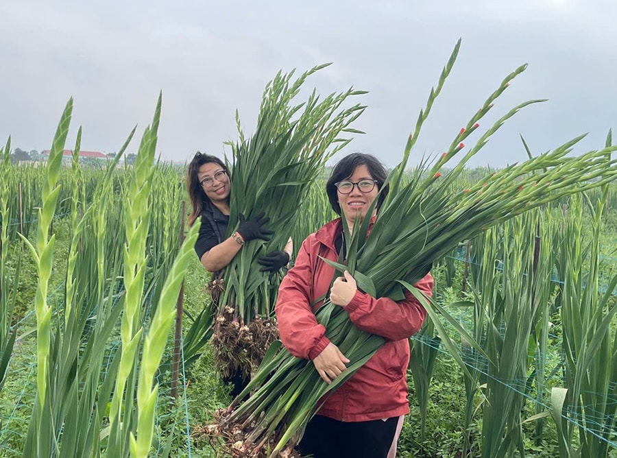 thuan-an-trien-khai-hieu-qua-nhieu-mo-hinh-san-xuat-nong-nghiep