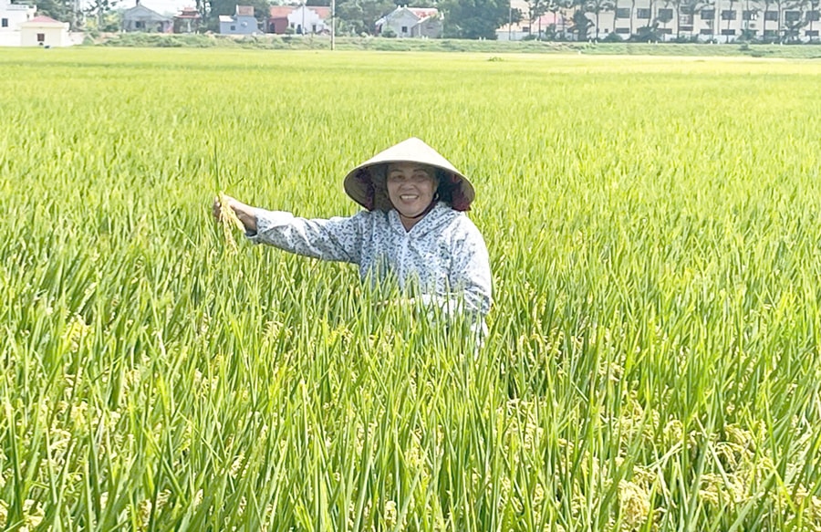 nang-cao-gia-tri-tu-cay-lua-dua-cac-giong-moi-chat-luong-cao-vao-san-xuat