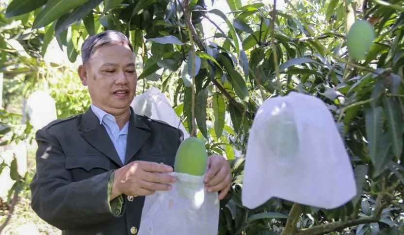 tinh-son-la-chuoi-lien-ket-san-xuat-huong-phat-trien-ben-vung-cho-hop-tac-xa