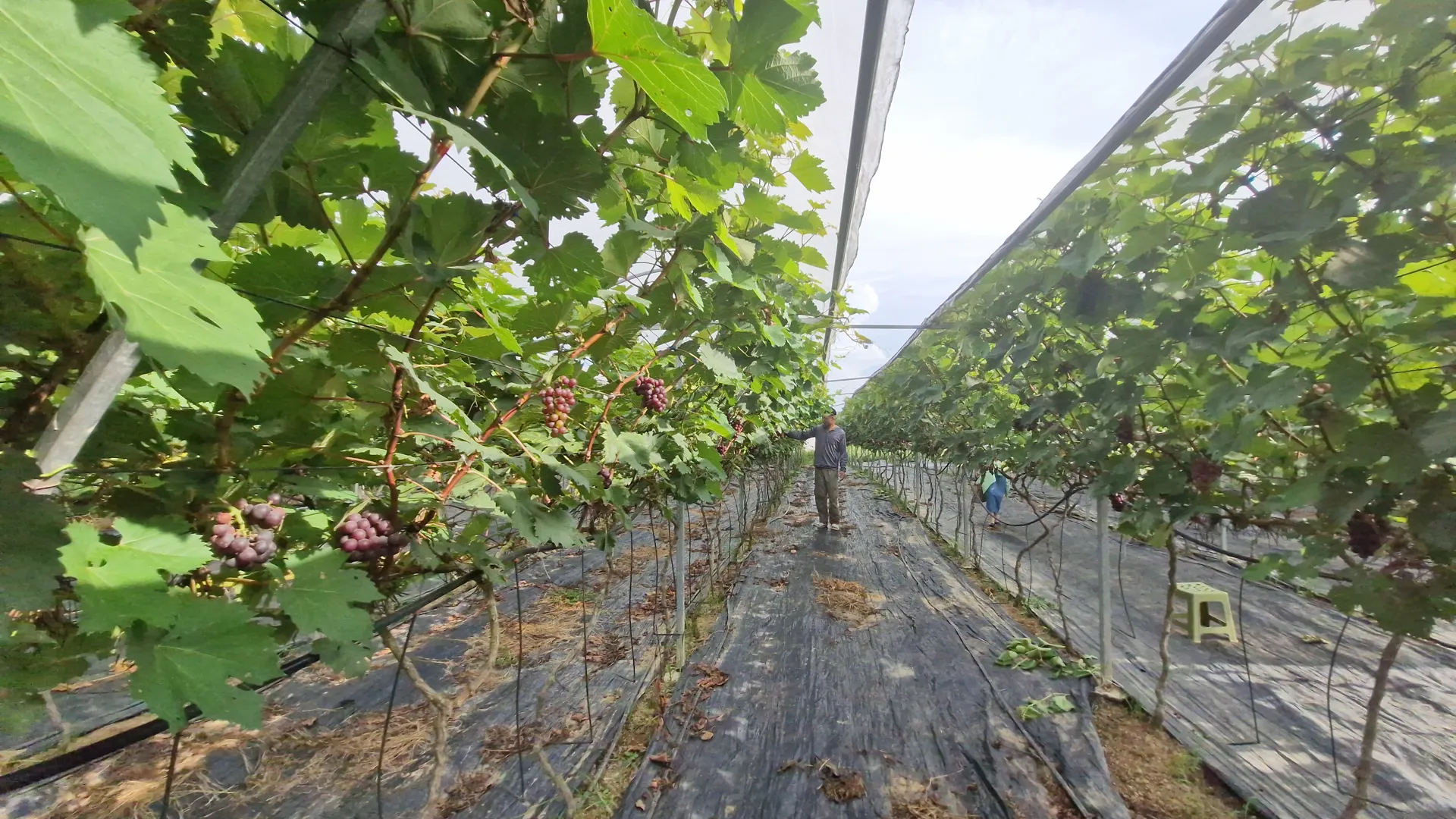 tinh-nghe-an-phat-trien-du-lich-canh-nong-hieu-qua-lau-dai