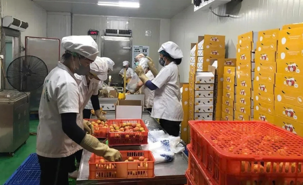 lo-vai-thieu-dau-tien-cua-nam-2025-da-duoc-xuat-khau-qua-nhat-ban
